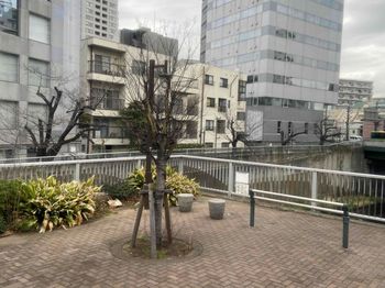 202403Q神田川沿いの桜はまだ.jpg