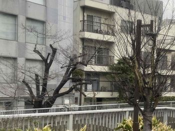 202403Q神田川沿いの桜はまだ2.jpg