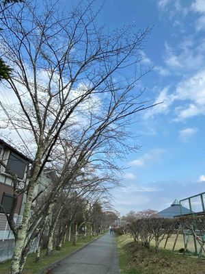 202404I矢ケ崎公園桜並木の桜はまだ.jpg