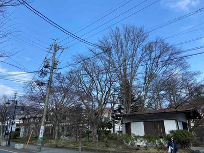 202404I軽井沢ロータリーの桜の現状.jpg