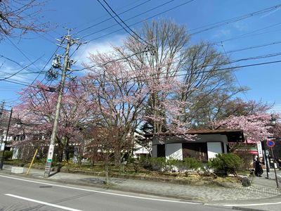 202404L軽井沢の桜２.jpg