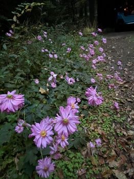 2310S秋明菊紫.jpg